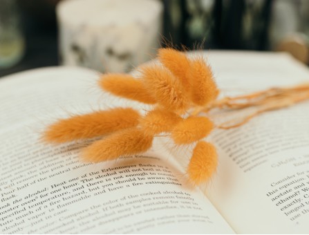 Сухоцвіт лагурус (зайцехвіст) стабілізований морквяний