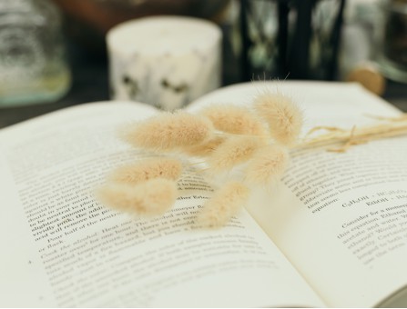 Сухоцвіт лагурус (зайцехвіст) стабілізований пудровий світлий Сухоцвіт лагурус (зайцехвіст) стабілізований пудровий світлий