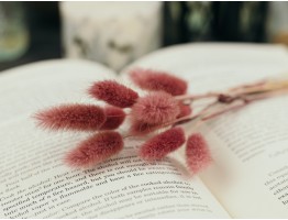 Сухоцвіт лагурус (зайцехвіст) стабілізований рожевий Сухоцвіт лагурус (зайцехвіст) стабілізований рожевий