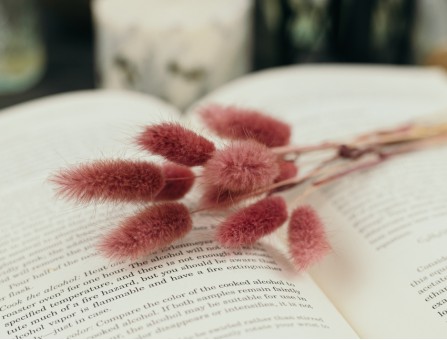 Сухоцвет лагурус (зайцехвост) стабилизированный розовый