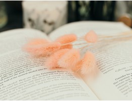 Сухоцвіт лагурус (зайцехвіст) стабілізований рожевий світлий Сухоцвіт лагурус (зайцехвіст) стабілізований рожевий світлий