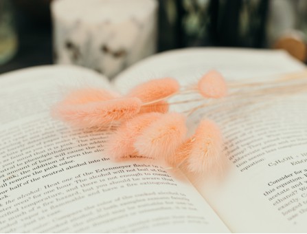 Сухоцвіт лагурус (зайцехвіст) стабілізований рожевий світлий Сухоцвіт лагурус (зайцехвіст) стабілізований рожевий світлий