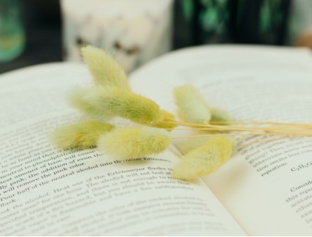 Сухоцвіт лагурус (зайцехвіст) стабілізований салатовий Сухоцвіт лагурус (зайцехвіст) стабілізований салатовий