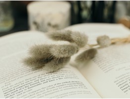 Сухоцвет лагурус (зайцехвост) стабилизированный серый Сухоцвет лагурус (зайцехвост) стабилизированный серый