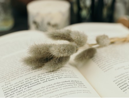 Сухоцвіт лагурус (зайцехвіст) стабілізований сірий Сухоцвіт лагурус (зайцехвіст) стабілізований сірий