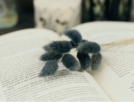 Сухоцвіт лагурус (зайцехвіст) стабілізований сизий Сухоцвіт лагурус (зайцехвіст) стабілізований сизий