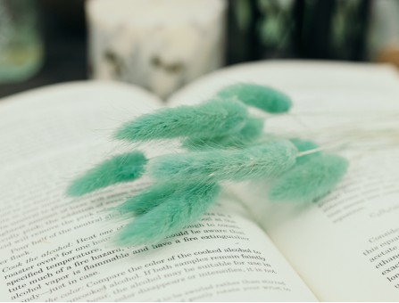 Сухоцвіт лагурус (зайцехвіст) стабілізований смарагдовий світлий Сухоцвіт лагурус (зайцехвіст) стабілізований смарагдовий світлий