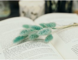 Сухоцвет лагурус (зайцехвост) стабилизированный изумрудный темный