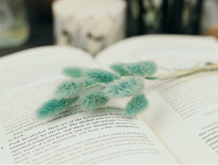 Сухоцвіт лагурус (зайцехвіст) стабілізований смарагдовий темний Сухоцвіт лагурус (зайцехвіст) стабілізований смарагдовий темний