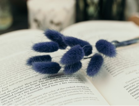 Сухоцвіт лагурус (зайцехвіст) стабілізований ультрамарин Сухоцвіт лагурус (зайцехвіст) стабілізований ультрамарин