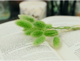 Сухоцвет лагурус (зайцехвост) стабилизированный зеленый Сухоцвет лагурус (зайцехвост) стабилизированный зеленый