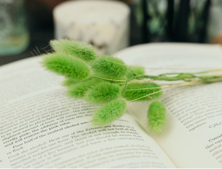 Сухоцвіт лагурус (зайцехвіст) стабілізований зелений