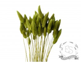 Сухоцвіт лагурус (зайцехвіст) стабілізований травяний