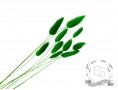Сухоцвет лагурус (зайцехвост) стабилизированный зеленый