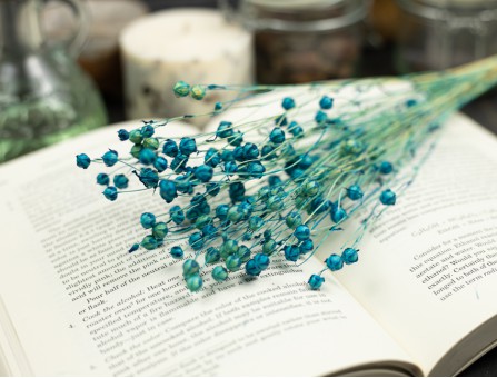 Сухоцвіт льону (синій)