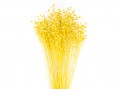 Сухоцвет льна (желтый)