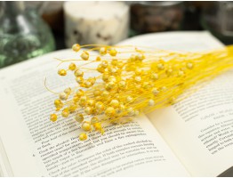 Сухоцвет льна (желтый)