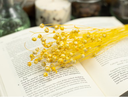 Сухоцвіт льону (жовтий)