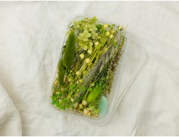 Набор сухоцветов зеленый