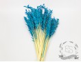 Сухоцвіт овес (бірюзовий)