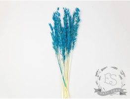 Сухоцвіт овес (бірюзовий) Сухоцвіт овес (бірюзовий)