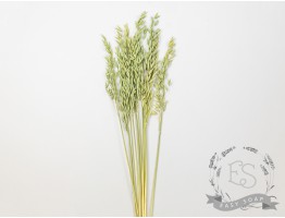 Сухоцвет овес (натуральный) Сухоцвет овес (натуральный)