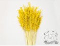 Сухоцвіт овес (жовтий)