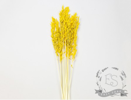 Сухоцвет овес (желтый)