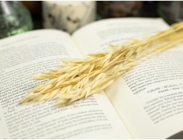 Сухоцвіт овес (вибілений)