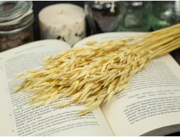 Сухоцвет овес (отбеленный) Сухоцвет овес (отбеленный)