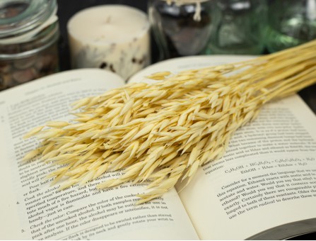 Сухоцвіт овес (вибілений) Сухоцвіт овес (вибілений)