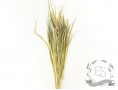 Сухоцвет просо (натуральный)