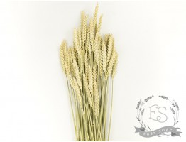 Сухоцвіт пшениця (натуральна)