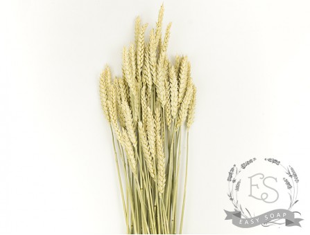 Сухоцвет пшеница (натуральная) Сухоцвет пшеница (натуральная)