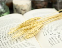 Сухоцвіт пшениця Жізель (вибілена)