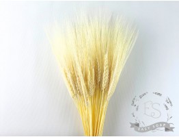 Сухоцвет пшеница Жизель (отбеленная)