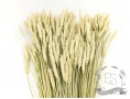 Сухоцвет пшеница (натуральная)