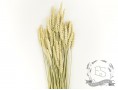 Сухоцвет пшеница (натуральная)