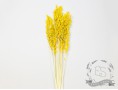 Сухоцвіт овес (жовтий)