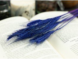 Сухоцвіт пшениця (фіолетовий)