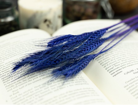 Сухоцвет пшеница (фиолетовый)