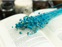 Сухоцвіт льону (блакитний)