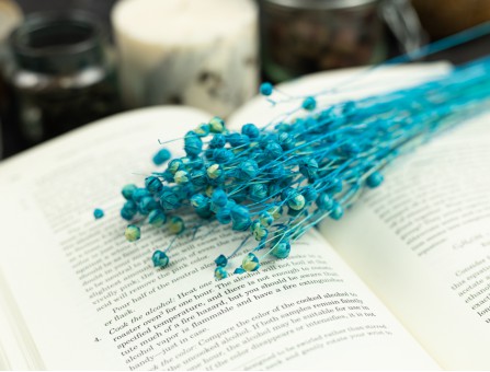 Сухоцвет льна (голубой)