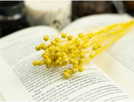 Сухоцвет льна (желтый)