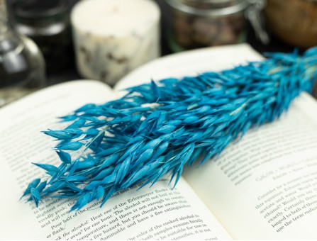 Сухоцвет овес (бирюзовый)