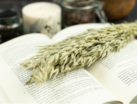 Сухоцвет овес (натуральный)