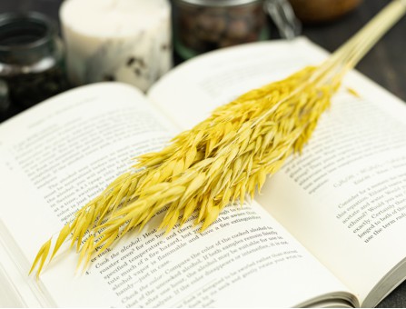 Сухоцвет овес (желтый)