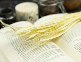 Сухоцвіт просо (вибілене)