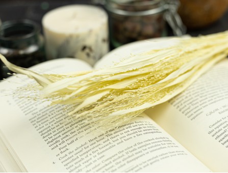 Сухоцвіт просо (вибілене)