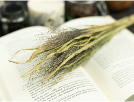 Сухоцвет просо волосовидное(натуральный)